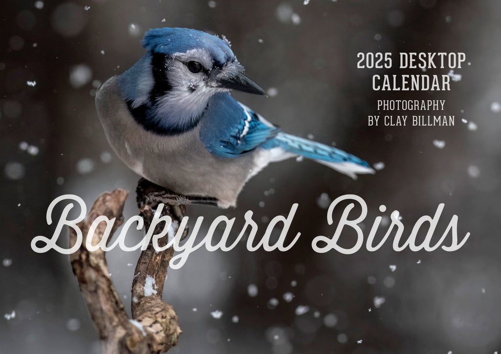 Backyard Birds Calendar 2025