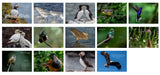 2026 Backyard Birds PLUS World Birds 2-in-1 calendar