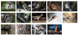 2026 Backyard Birds PLUS World Birds 2-in-1 calendar